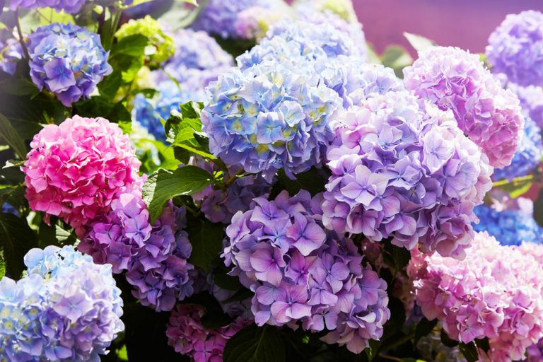Hydrangea Meaning and Symbolism Bouqs Blog