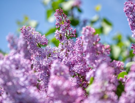 Violet lilac tree blooming outside