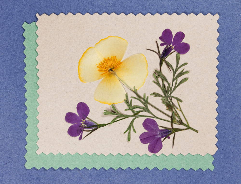 How to Make a Pressed Flower Card