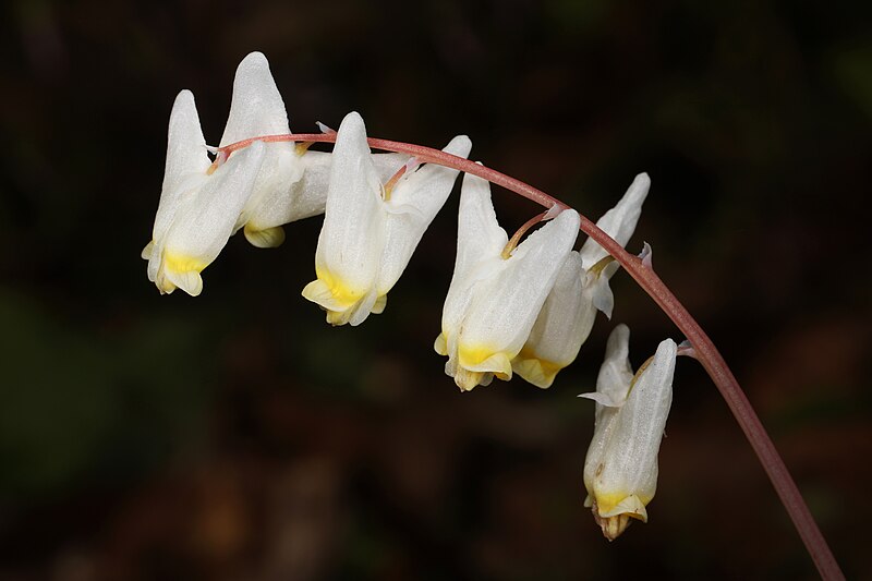 White dutchman's breeches growing outside