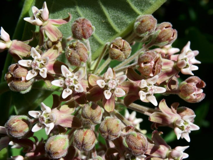 Common milkweed flowers blooming outside