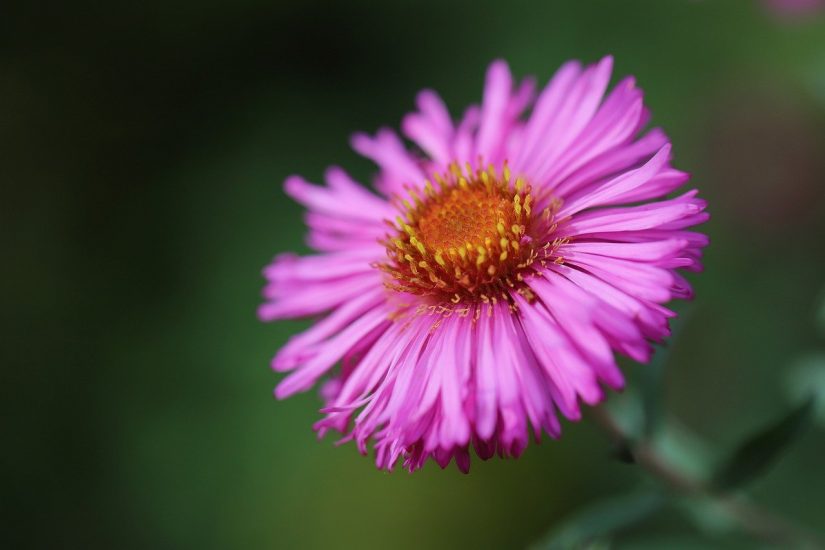 Bright purple New England aster blooming outside