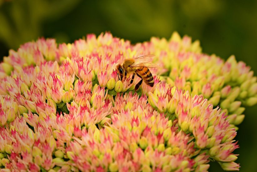 Close-up of sedum flower with bee on it