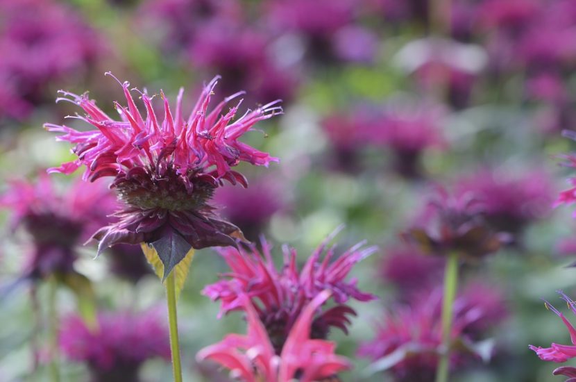 Pink/purple bee balm flowers growing outside