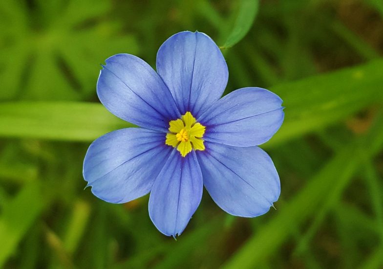 Blue-eyed grass flower blooming outside