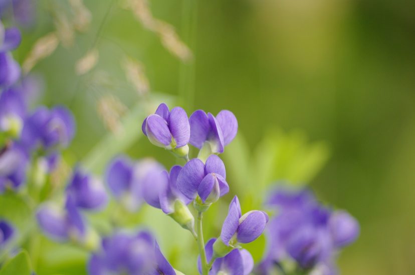 Indigo baptisia flowers blooming outside