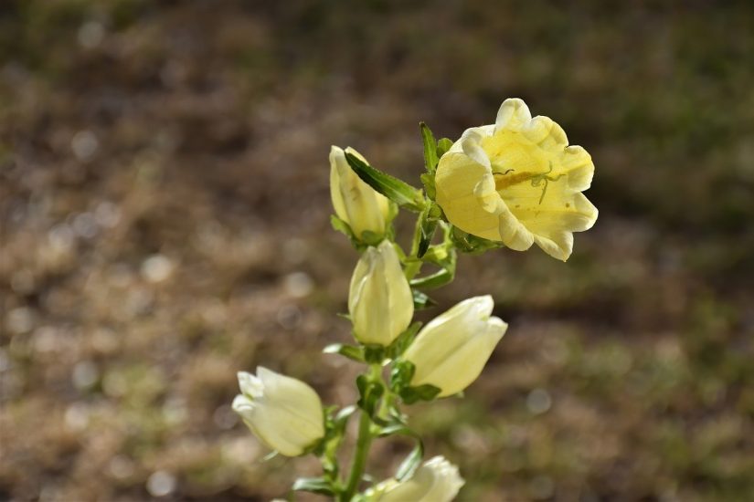 Yellow canterbury bell flower growing outside