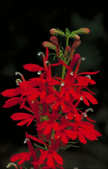 Red Cardinal flower growing outside