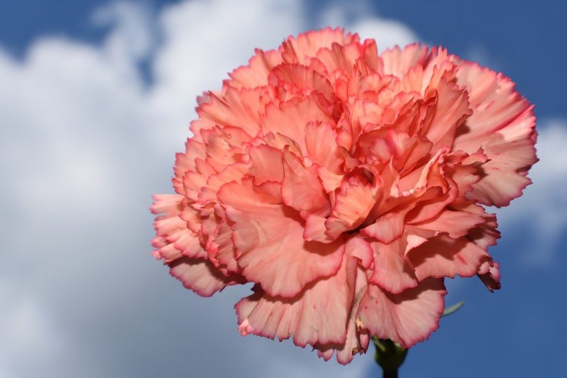 Close-up of pink carnation outside