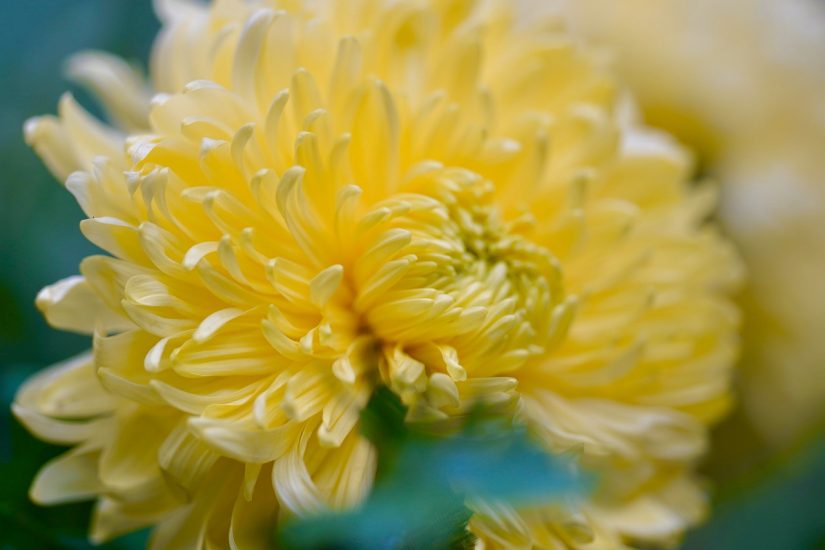 Close-up of yellow chrysanthemum flower