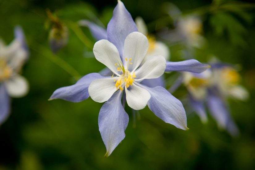 Columbine flower blooming outside in light violet color