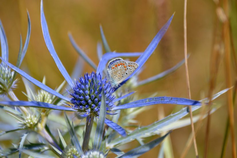 A butterfly sitting on a sea holly flower outside