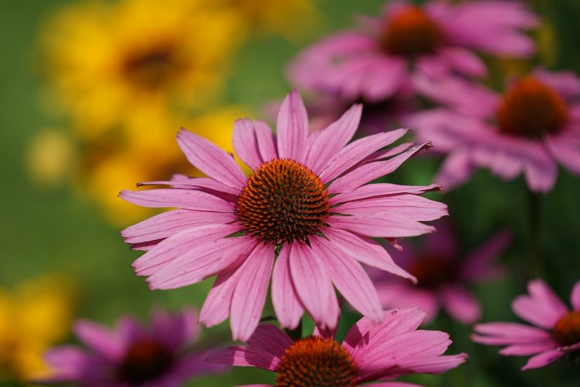 Violet coneflowers blooming outside