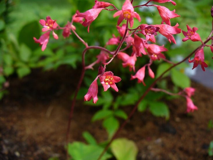 Coral bells flowers growing outside