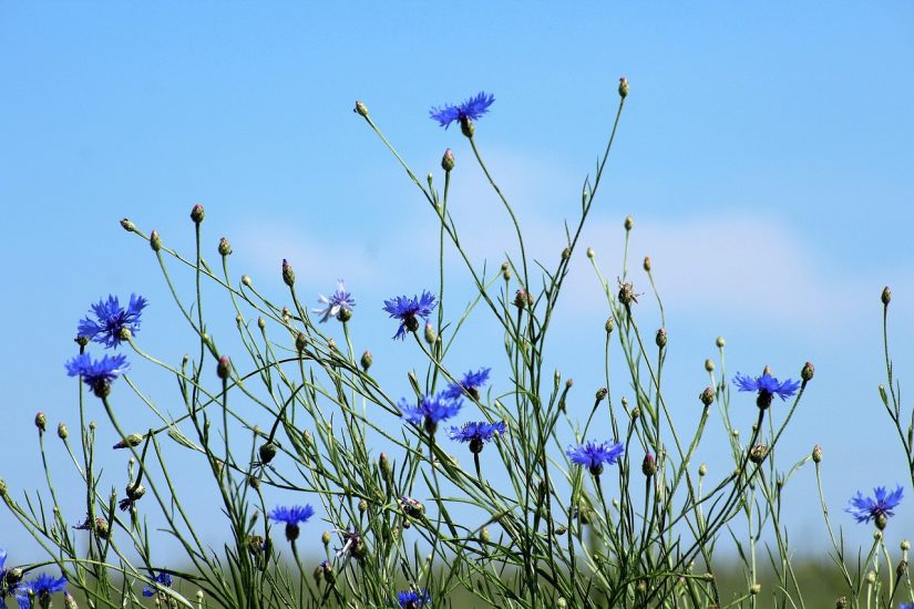 Bunch of cornflowers blooming outside