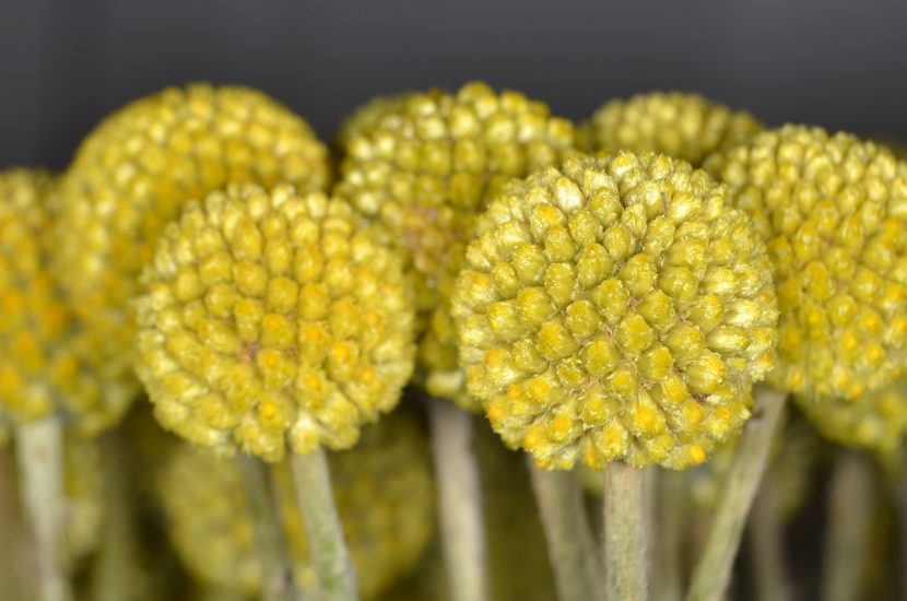 Yellow craspedia flowers blooming