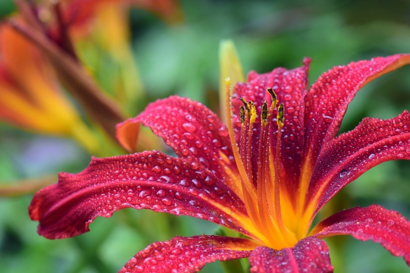 Dewy daylily flower blooming outside