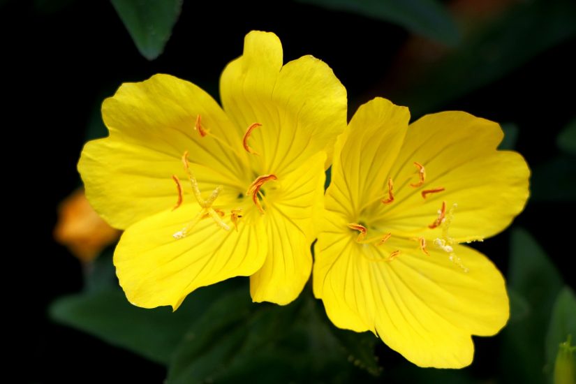 Close-up of two yellow evening primrose flowers