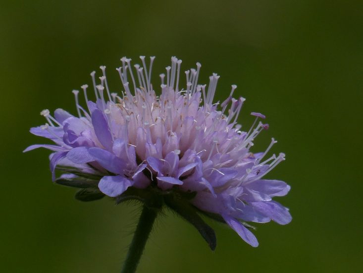 Side-view of a pincushion flower