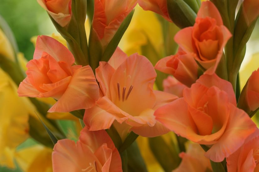 Light pink gladiolus flowers blooming outside