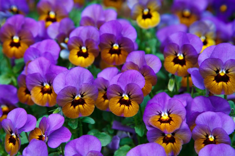 Vibrant purple pansy flowers growing outside