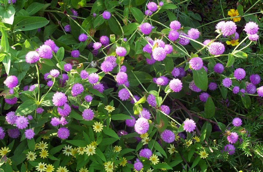 Gomphrena flowers growing outside