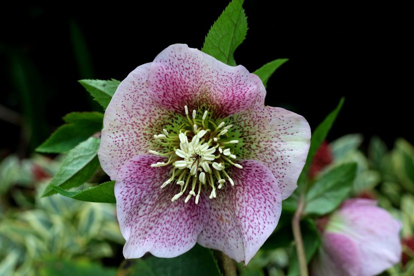 Hellebore flower growing outside