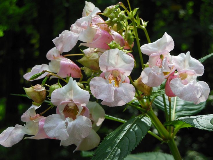 Impatiens flowers growing outside