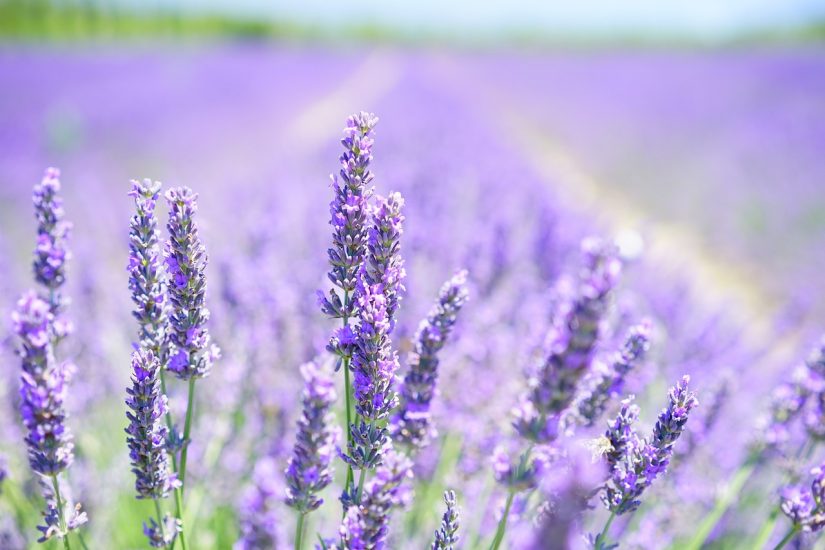 Lavender flowers in a field