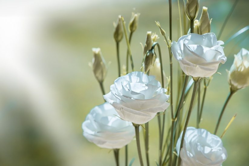 White lisianthus flowers growing outside