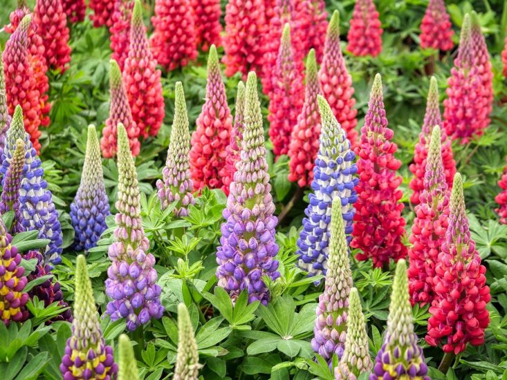 Lupine flowers in multiple colors in a field