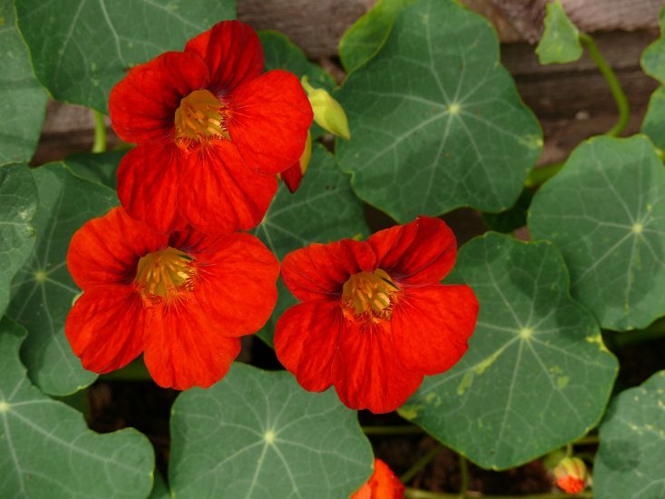 Red nasturtium flowers growing outside