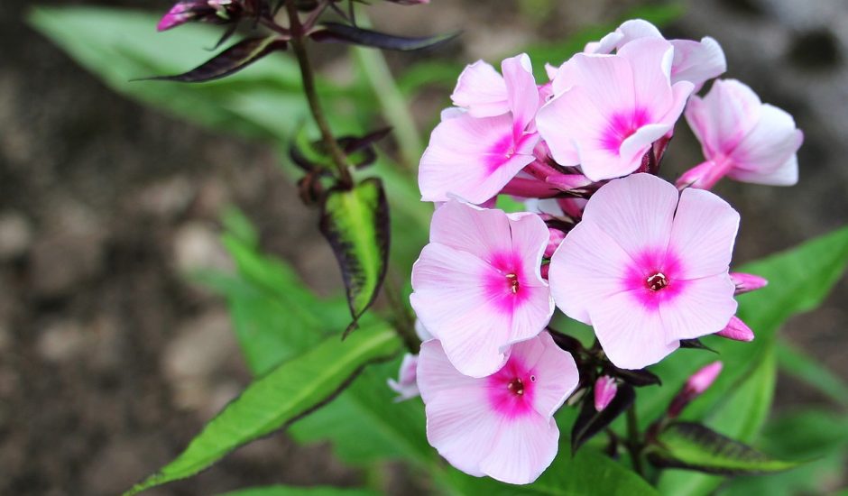 Phlox flowers growing outside