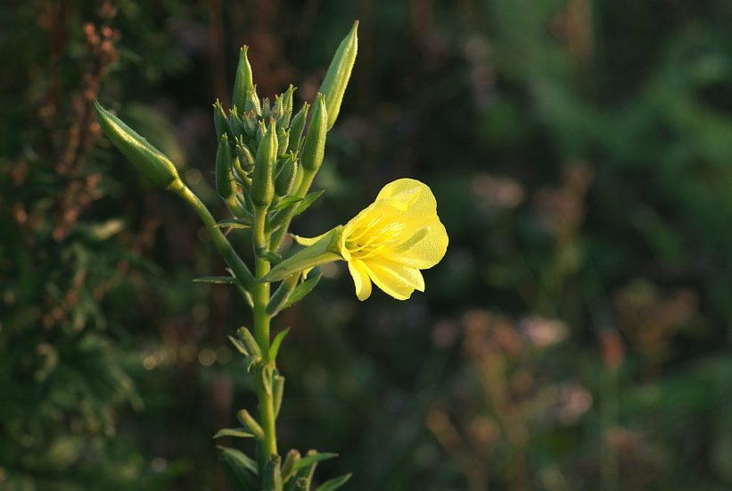 Single yellow common mullein flower blooming outside