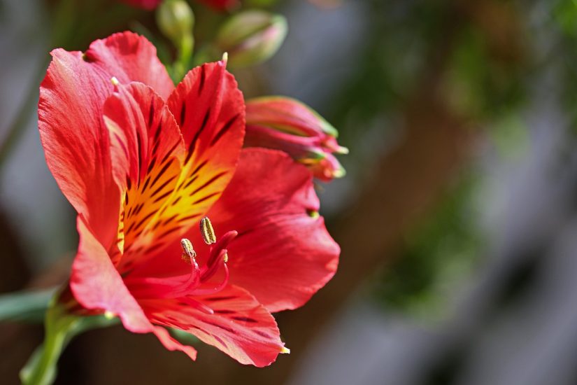 Bright red alstroemeria flower blooming outside