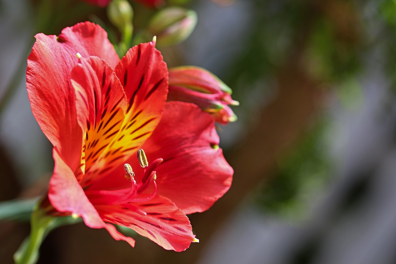 Free Images : blossom, flower, petal, botany, flora, close up, uk, peterborough,