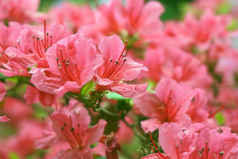 Pink azalea flowers growing outside