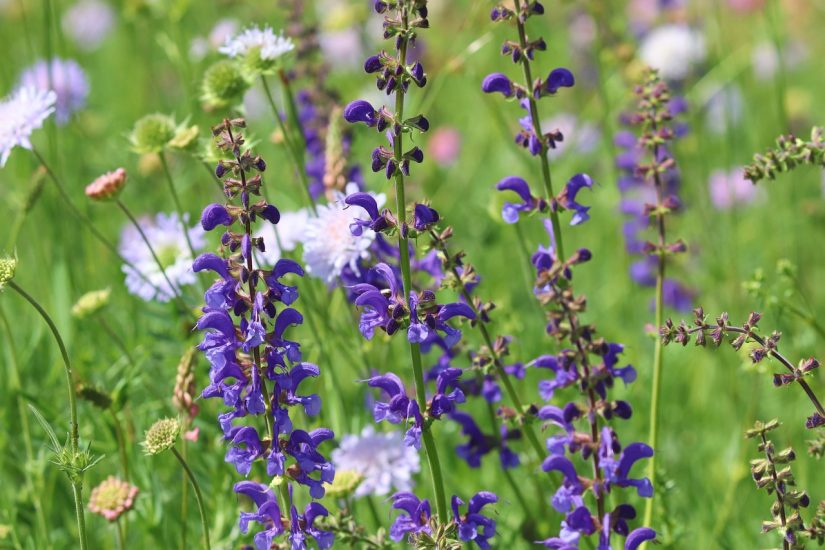 Violet salvia flowers growing outside