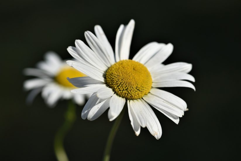 Shasta daisies growing outside