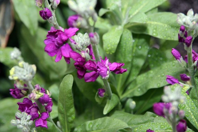 90+ Types of Flowers: Flower Names & Photos | Bouqs Blog