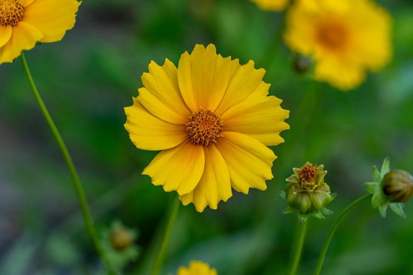 Coreopsis flower blooming outside