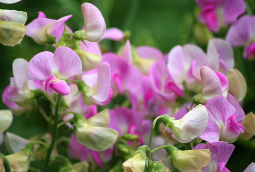 Violet sweet pea flowers growing outside