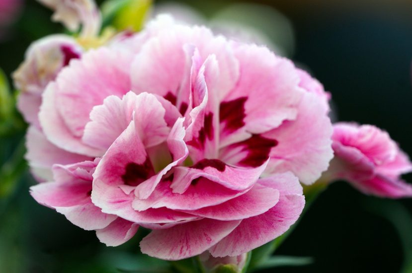 Sweet william flower growing outside