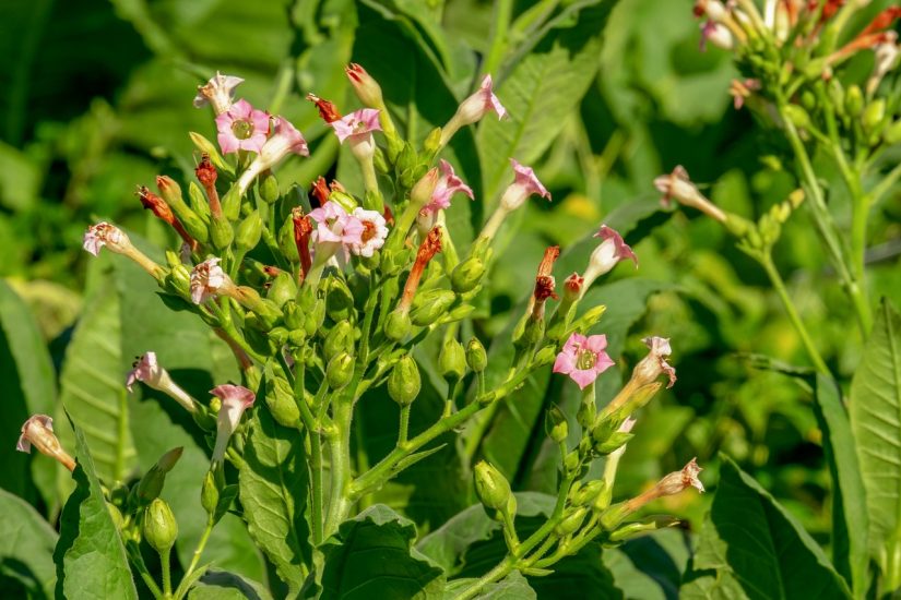 Nicotiana flowers blooming outside