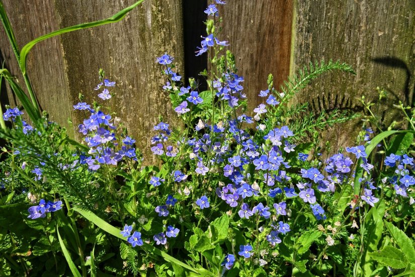 Blue veronica flowers growing outside along fence