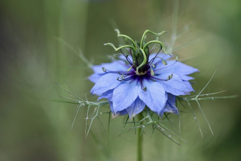 Blue nigella flower blooming outside