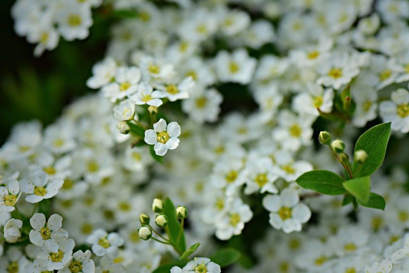 White alyssum flowers blooming outside