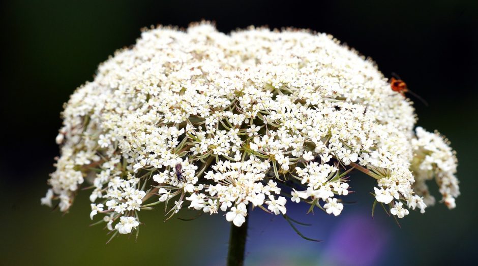 White queen anne's lace flower growing outside