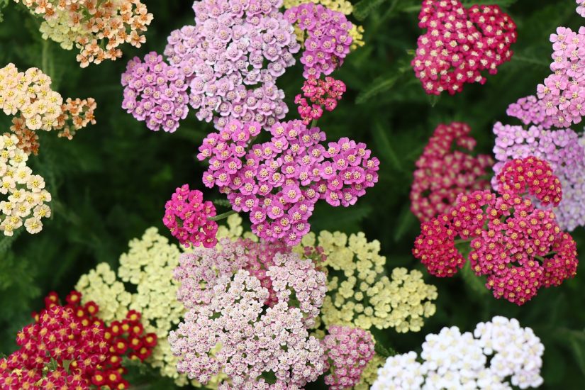 Colorful yarrow flowers growing outside