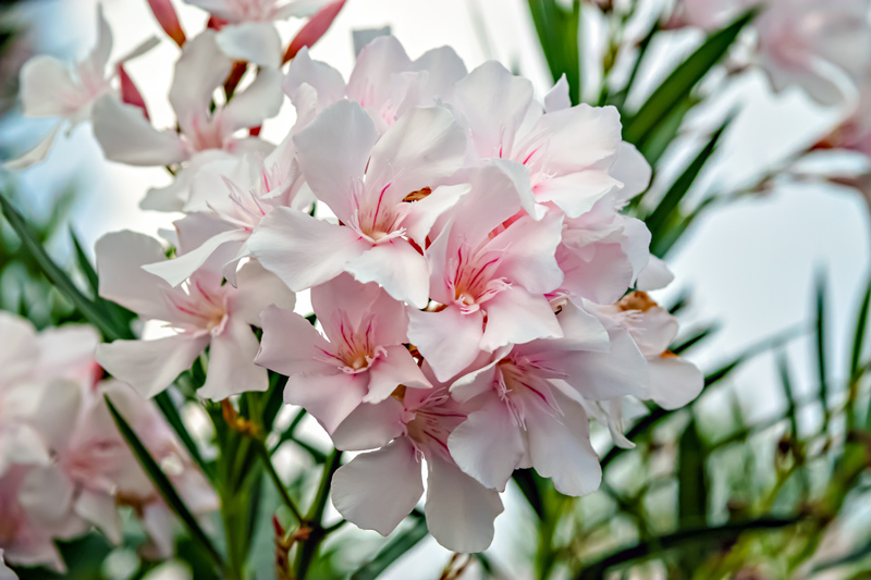 Are Oleander Plants Poisonous To Cats And Dogs
